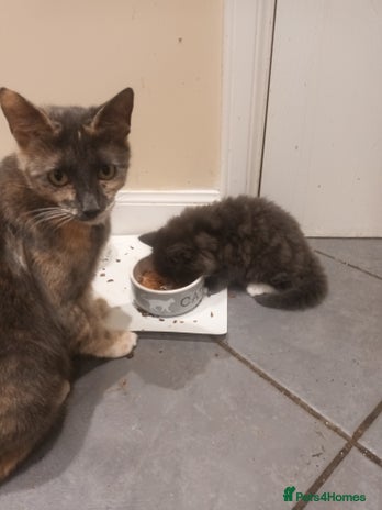 Domestic Shorthair cats - Advert 4