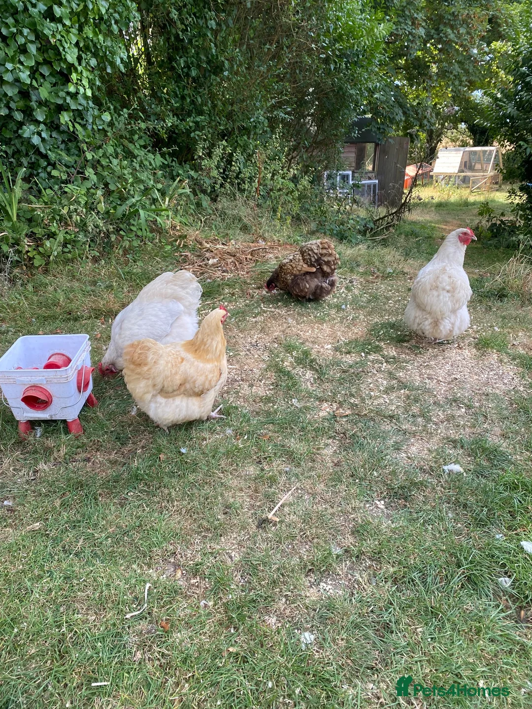 Chickens poultry for sale: Orpington Chickens For Sale in Looe - Advert 12