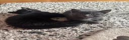 Mixed Breed cats for sale: Kittens looking for forever home in Glasgow - Advert 11