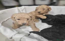 Standard Poodle dogs for sale: Stunning 5* Standard chunky poodle puppies 🐶  - Image 13
