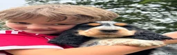 Cocker Spaniel dogs for sale: Extensively Health tested Parents & UNIQUE colours - Advert 16