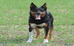 Mixed Breed dogs for sale: Kelpie x Collie puppies for sale!  - Image 11
