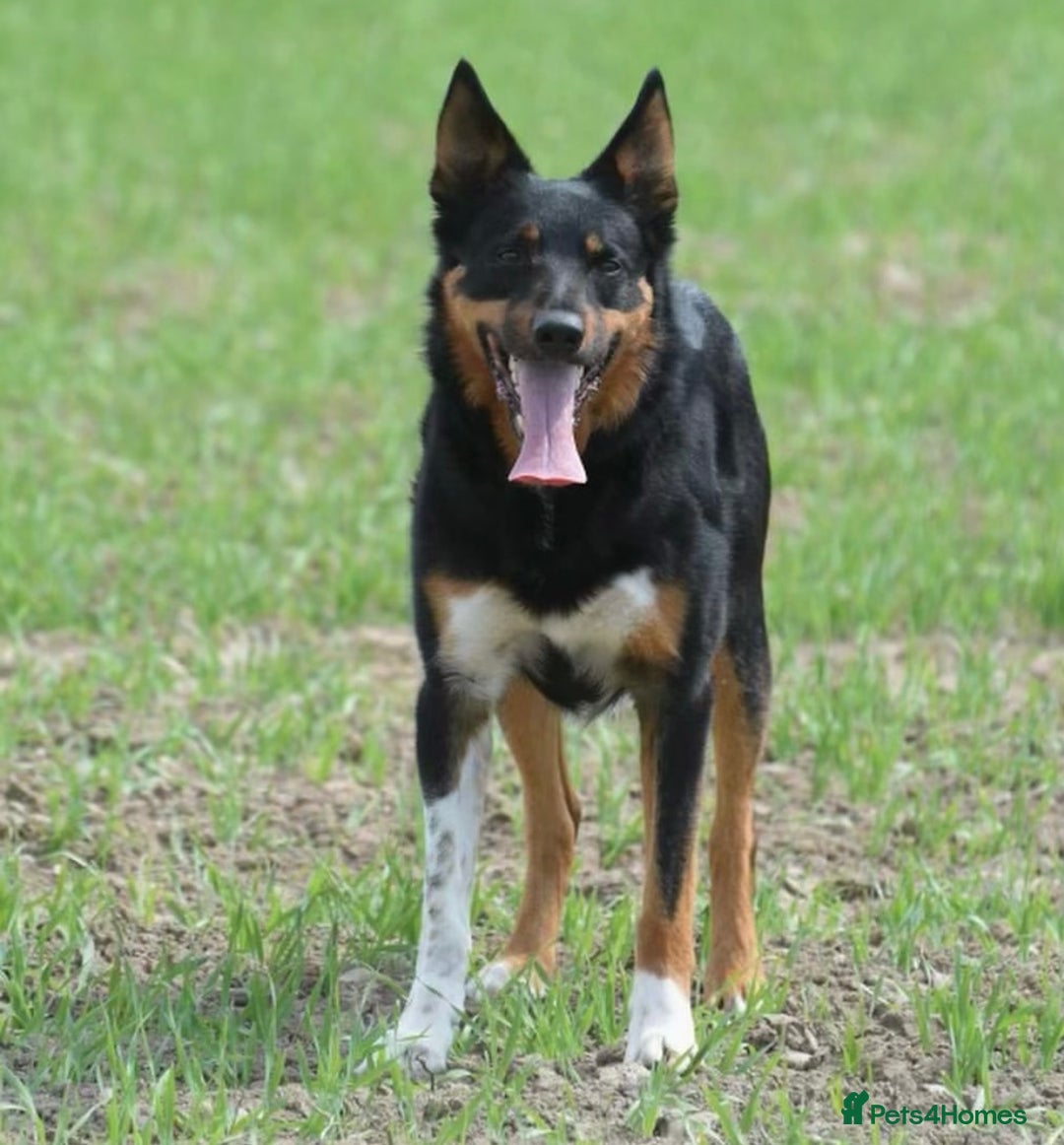 Mixed Breed dogs for sale: Kelpie x Collie puppies for sale!  - Image 11