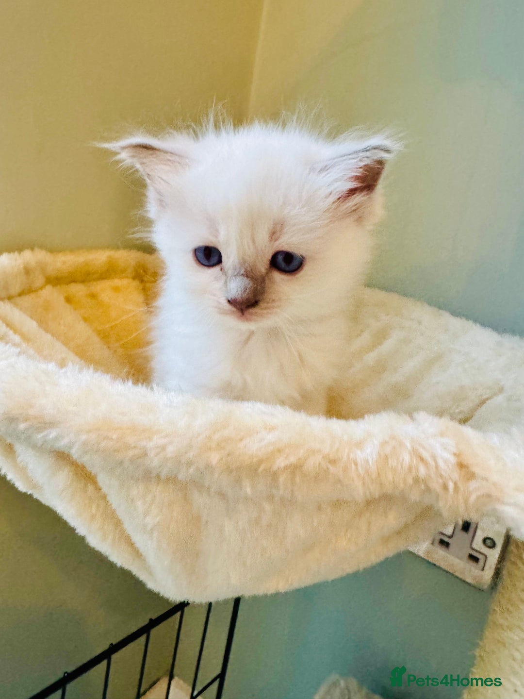 Ragdoll cats for sale: Pure bred blue & lilac point Ragdoll kittens  - Advert 14