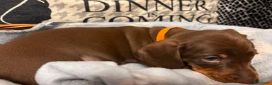 Orange boy 
