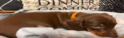 Dachshund dogs for sale: Isabella & Tan and chocolate Miniture Dachshund  in Dorchester - Advert 11