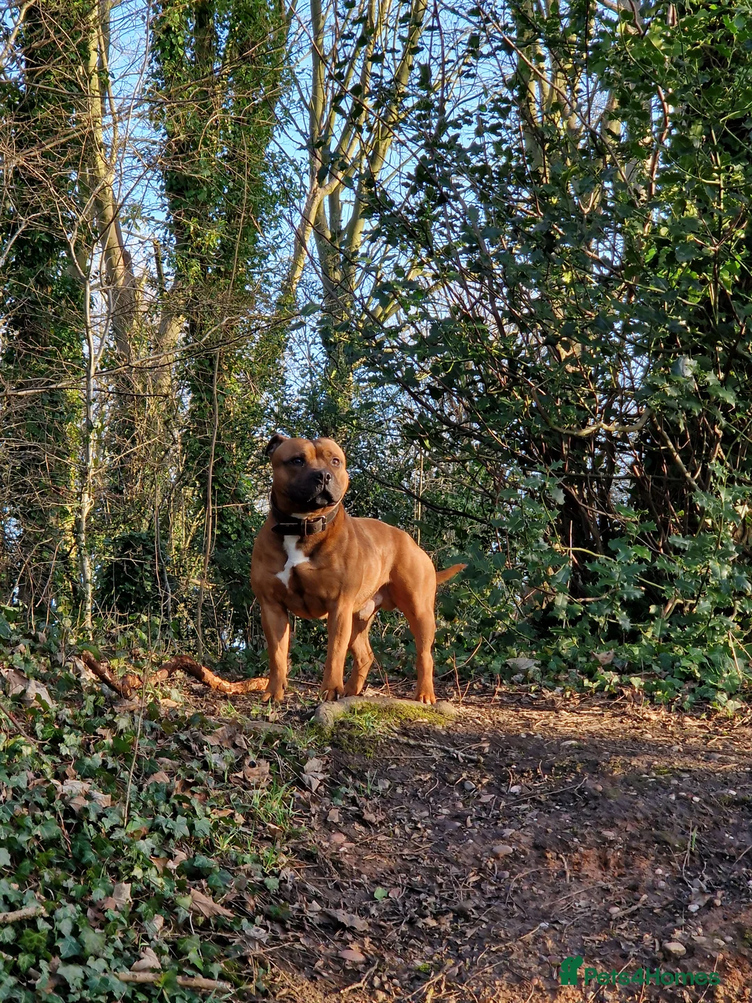 Staffordshire Bull Terrier dogs for stud: Red Staffordshire Bull Terrier Stud in Wolverhampton - Advert 4