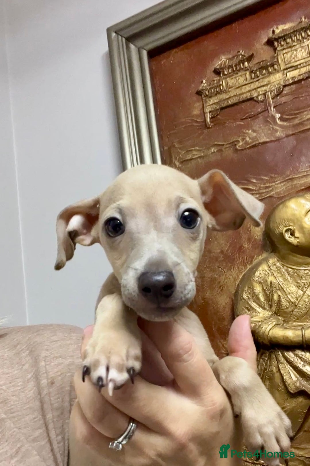 Italian Greyhound dogs for sale: Stunning Pedigree Italian Greyhounds Cream & Fawn  - Image 11