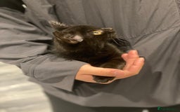 Himalayan cats for sale: Gorgeous Last kitten Girl 🩷 found home ‼️‼️ - Image 2
