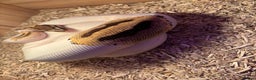 Python Snake reptiles for sale: Female ball python pied & Hognose snakes  - Advert 15