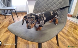 Miniature Dachshund dogs for sale: Miniature dachshund short haired puppies for sale£ - Image 21
