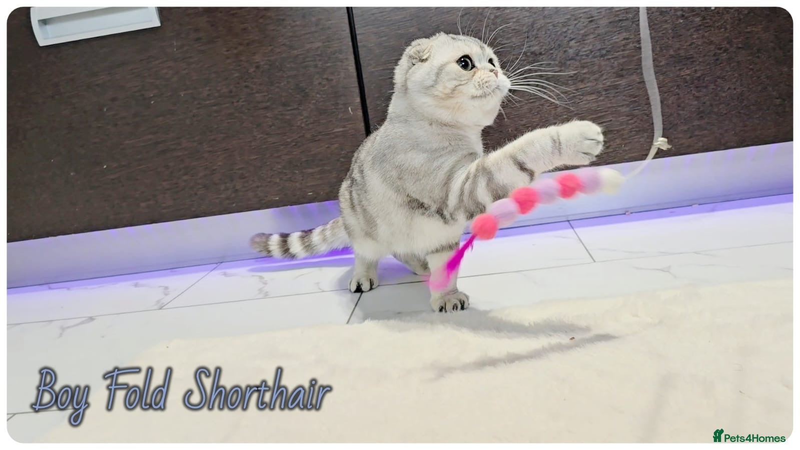 Scottish Fold cats Scottish fold kittens  - Advert 1