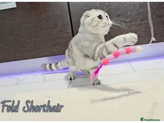 Scottish Fold cats Scottish fold kittens - Advert 1