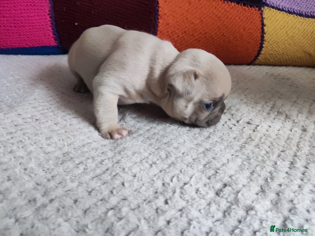 French Bulldog dogs for sale: Beautiful boy ready for reservation  - Image 4
