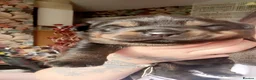 Rottweiler dogs for sale: Shepweiller puppies - Advert 12