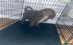 Cockapoo dogs for sale: Hazel the cockapoo  - Advert 1