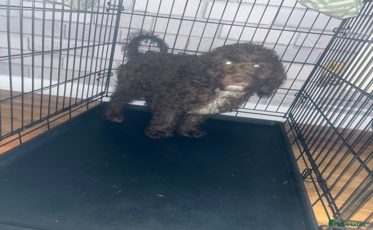 Cockapoo dogs Hazel the cockapoo  - Advert 1