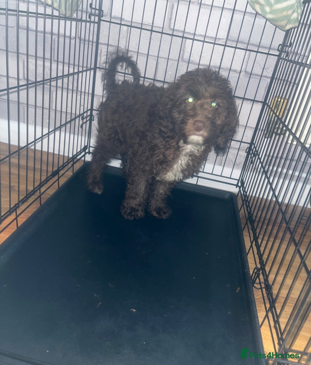 Cockapoo dogs for sale: Hazel the cockapoo  - Advert 1