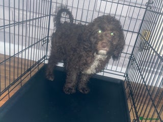 Cockapoo dogs Hazel the cockapoo - Advert 1