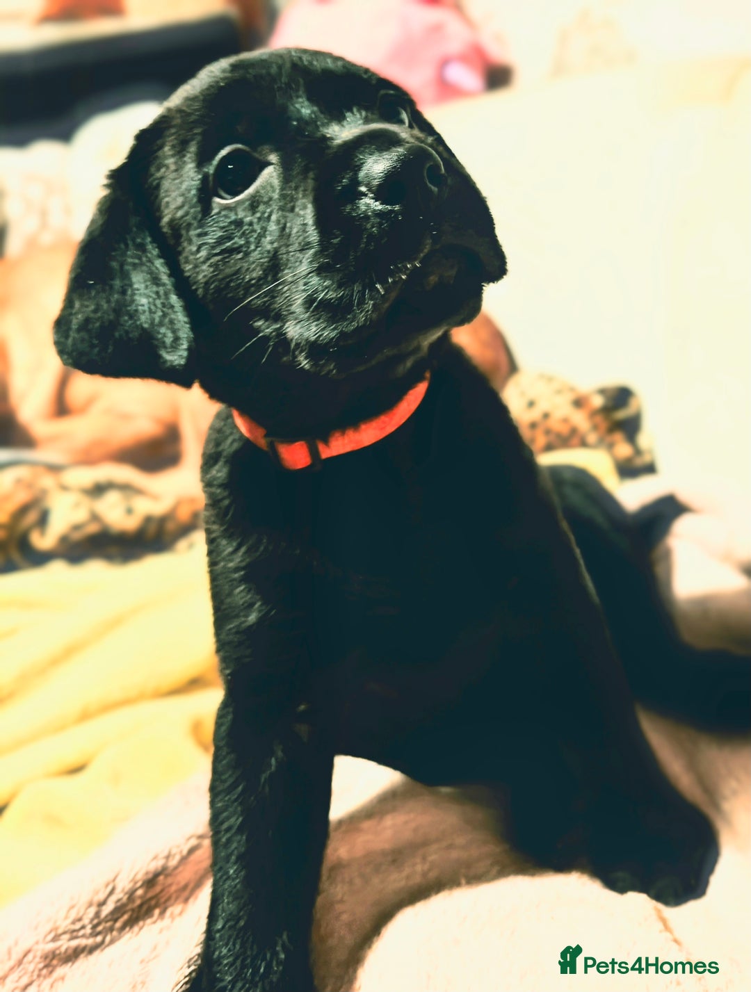 Labrador Retriever dogs for sale: Quality KC reg labs (Rare blue eyes!) - Advert 36