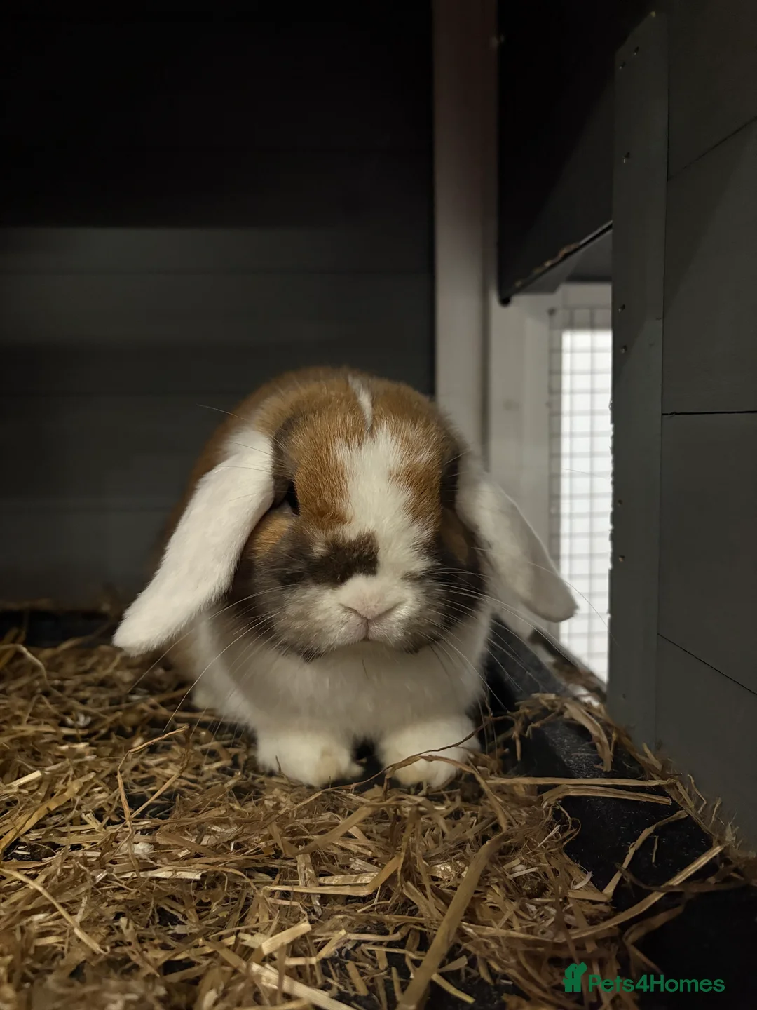Mini Lop rabbits for sale: X2 Mini Lop Male Rabbits  - Advert 8
