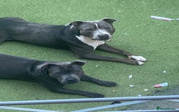 Staffordshire Bull Terrier dogs for sale: 7 beautiful blue Staffordshire bull terriers - Advert 9