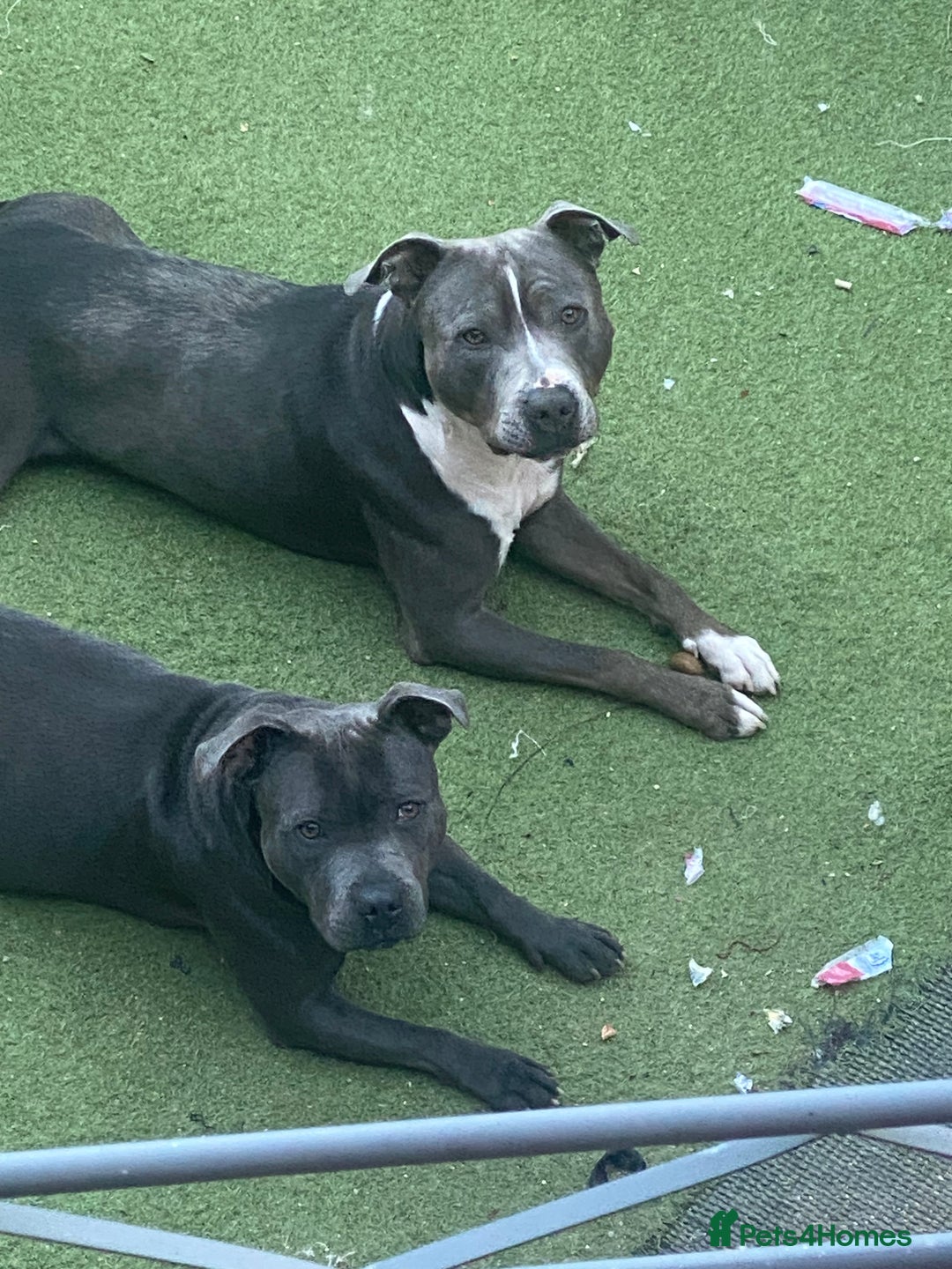 Staffordshire Bull Terrier dogs for sale: 7 beautiful blue Staffordshire bull terriers - Advert 9