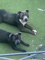 Staffordshire Bull Terrier dogs 7 beautiful blue Staffordshire bull terriers - Advert 5