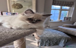 Ragdoll cats for sale: 4 Ragdoll kittens looking for their  forever home - Image 5