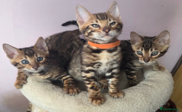 Bengal cats - Advert 12