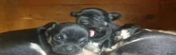 Chihuahua dogs for sale: Beautiful chihuahua puppies  - Advert 5
