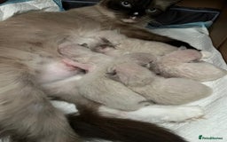 Ragdoll cats for sale: 💎 Purebred Ragdoll kittens-Champion Bloodlines 💎 - Image 32