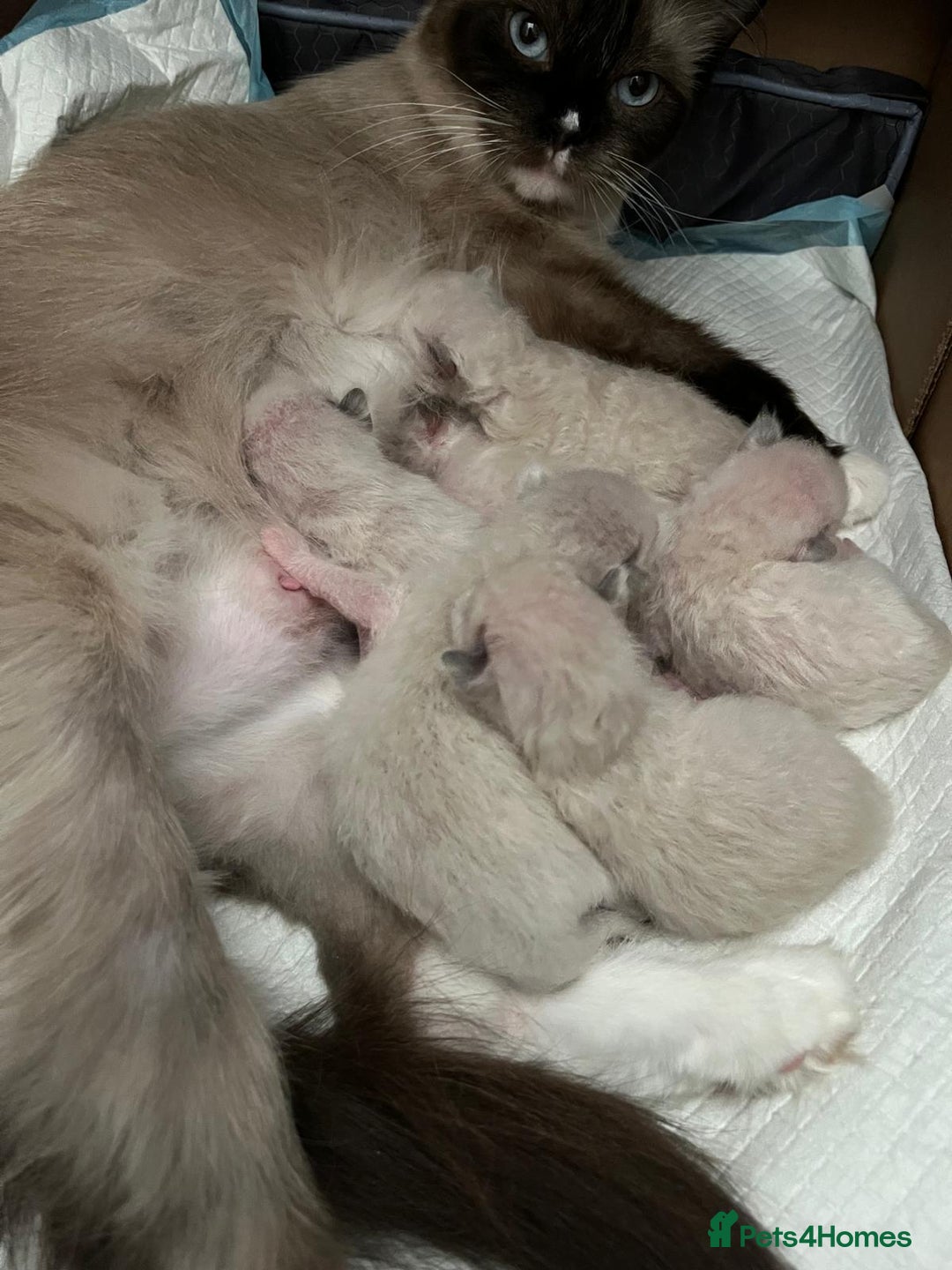 Ragdoll cats for sale: 💎 Purebred Ragdoll kittens-Champion Bloodlines 💎 - Image 32