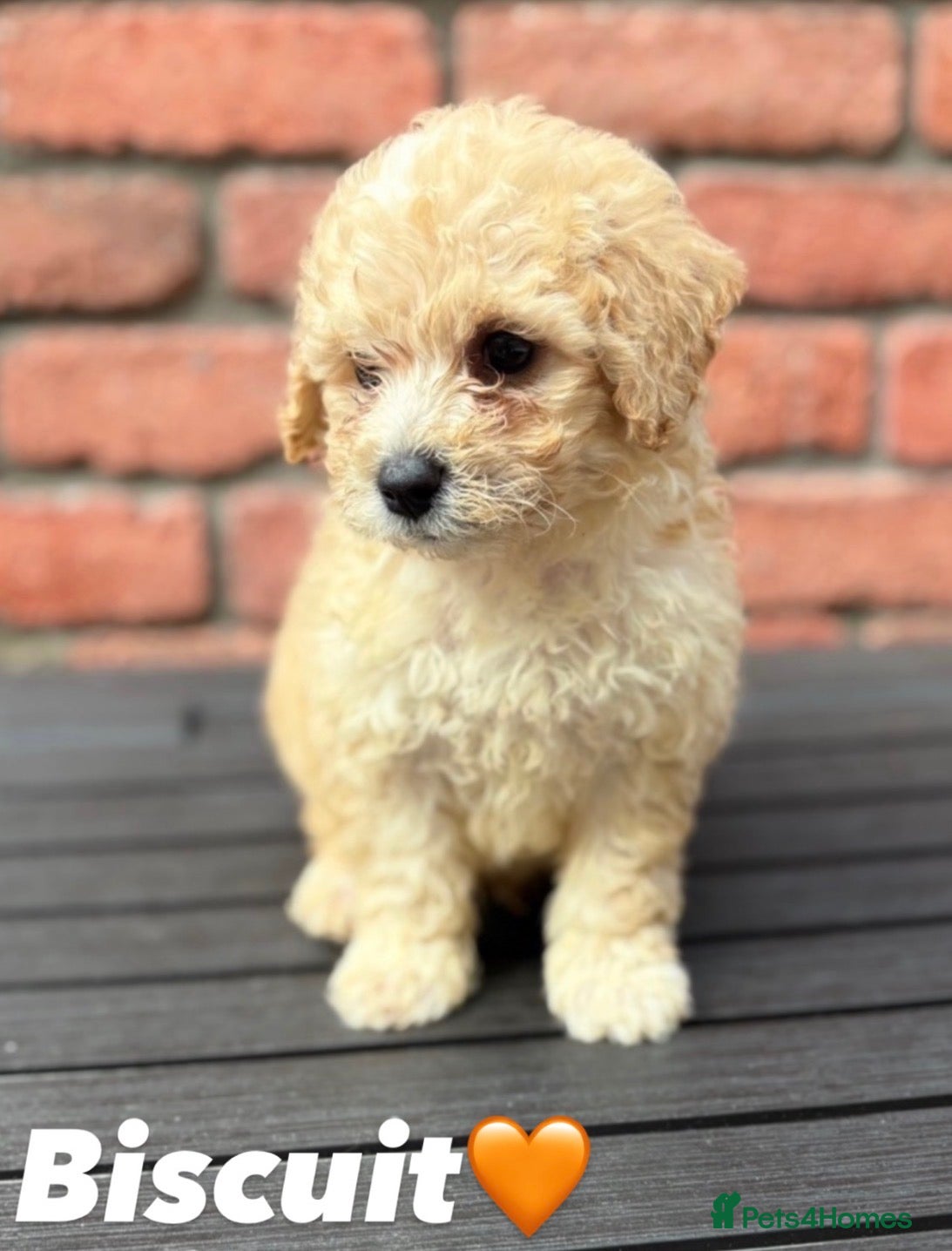 Poochon dogs Bichon frise x poodle puppies  - Advert 2