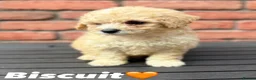 Poochon dogs for sale: Bichon frise x poodle puppies  in Dungannon - Advert 1