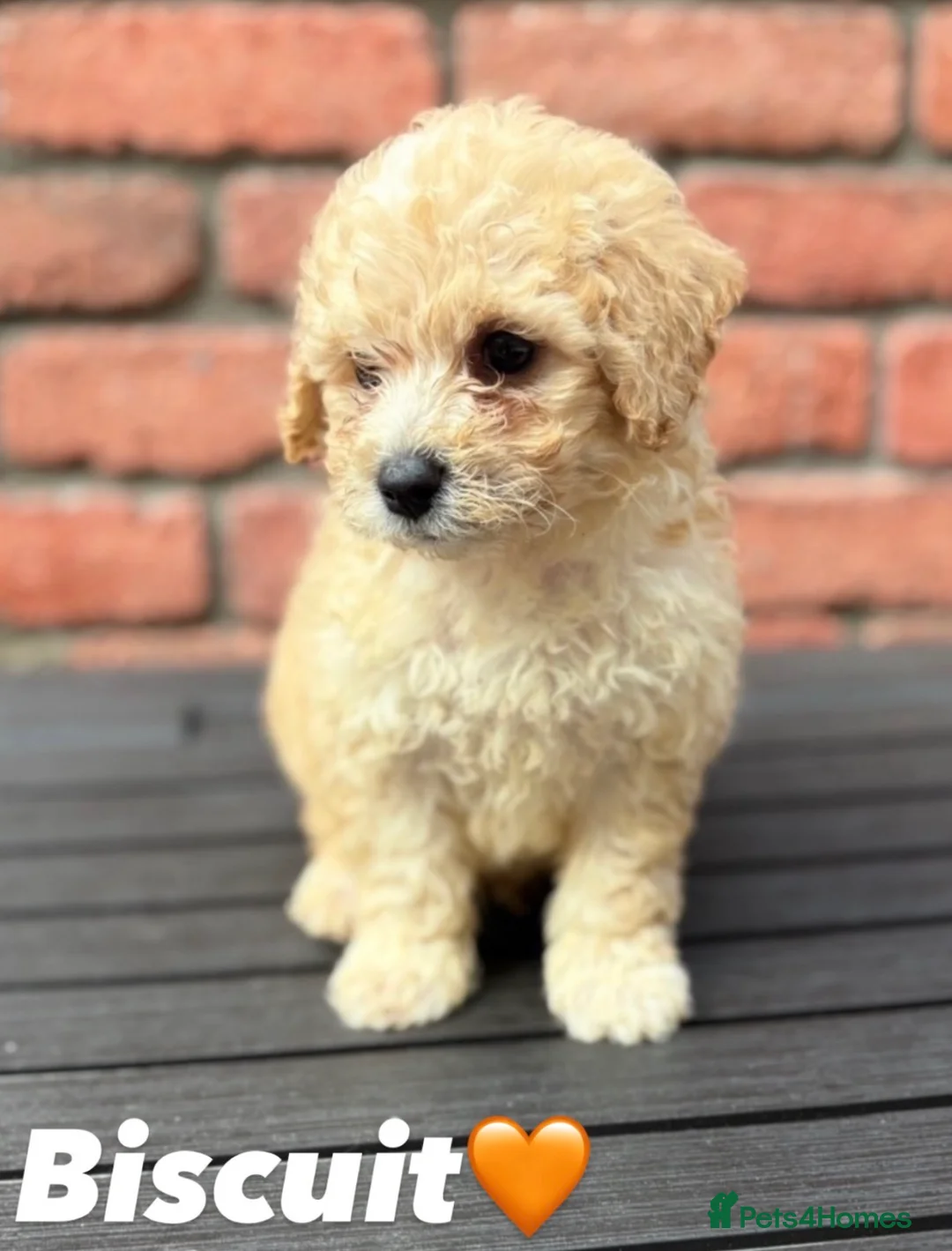 Poochon dogs for sale: Bichon frise x poodle puppies  in Dungannon - Advert 1