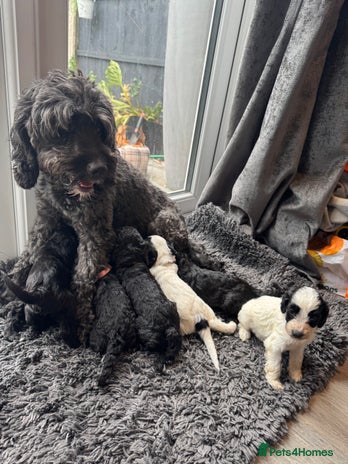 Cockapoo dogs - Advert 8