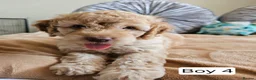 Cavapoo dogs for sale: Outstanding Cavapoo Puppies  - Advert 4