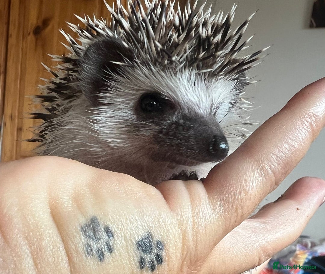 Pygmy Hedgehog rodents for sale: African Pygmy hedgehogs hoglets  - Image 12