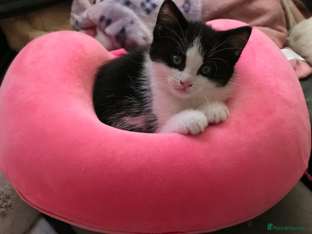 Mixed Breed cats for sale: 4 cute kittens available.  - Advert 1