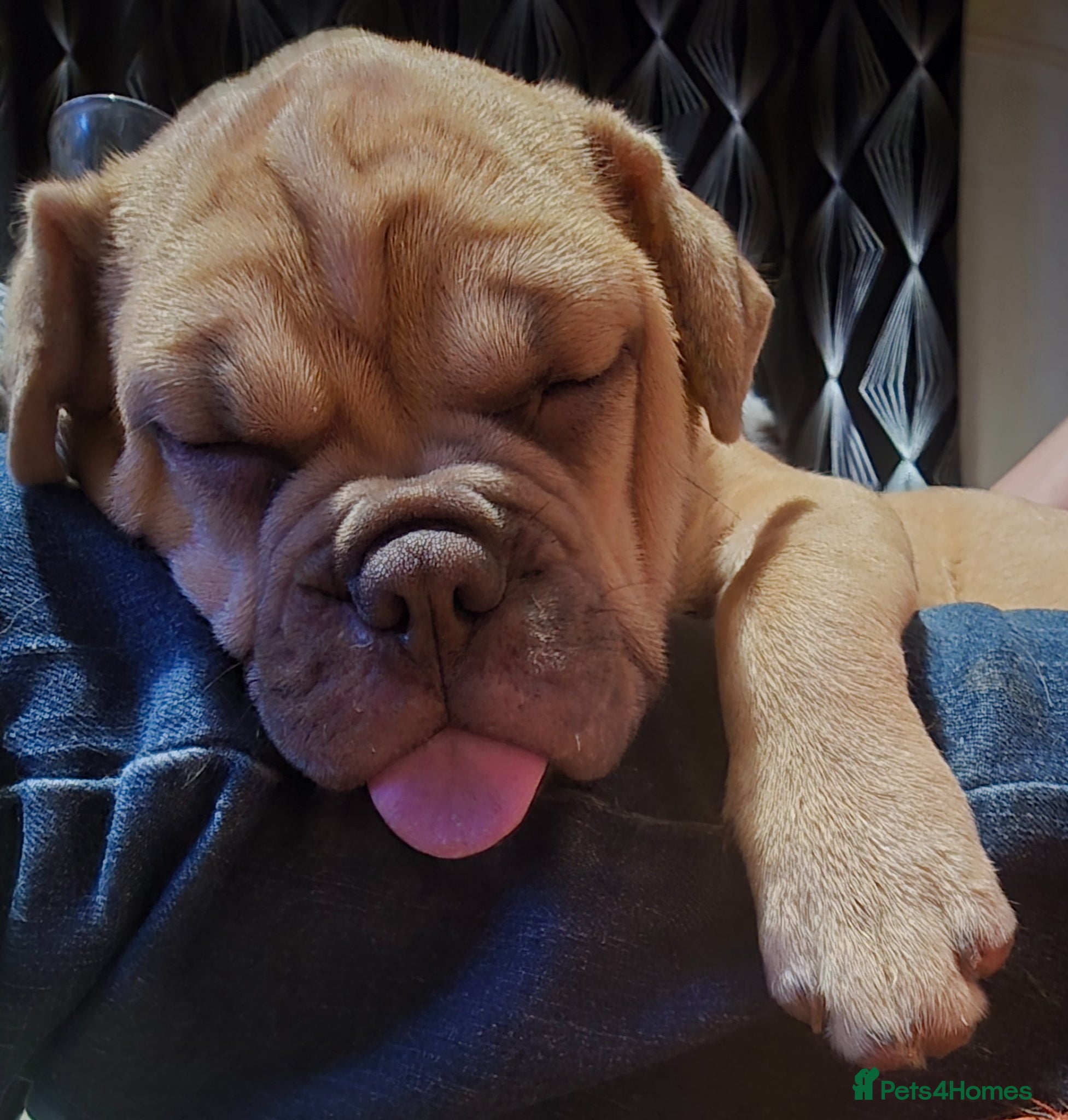 Mixed Breed dogs 6 lovely oripei cross fenchie puppies  - Advert 1