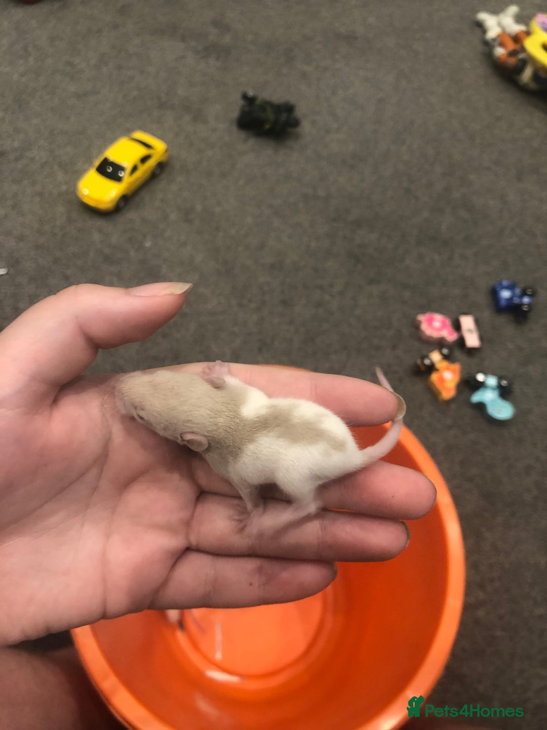 Rat rodents for sale: Rats for sale dumbo ear mother - Image 2
