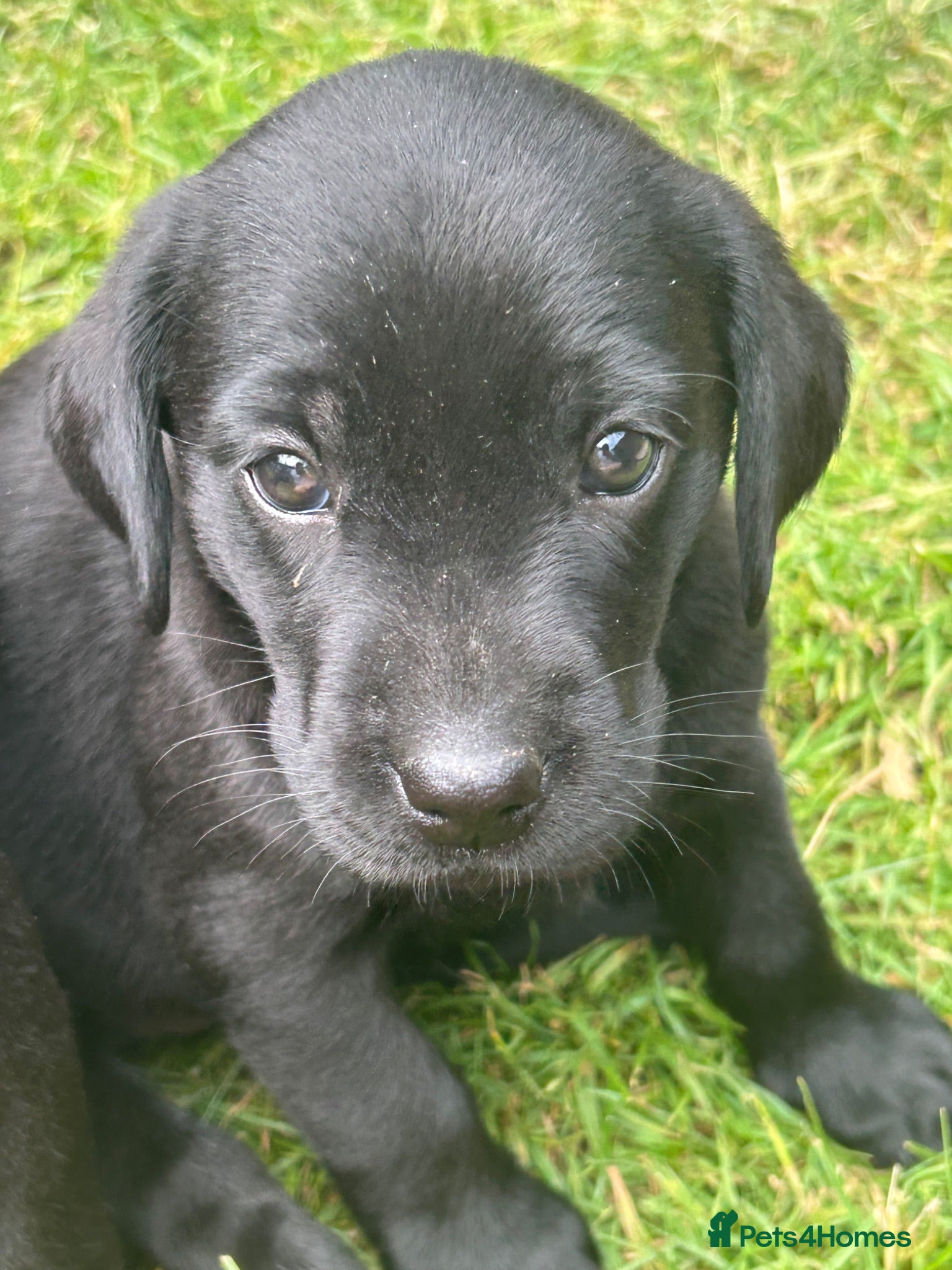 Labrador Retriever dogs KC registered Black Labrador Pups  - Advert 12