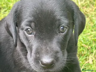 Labrador Retriever dogs KC registered Black Labrador Pups - Advert 12