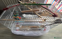 Lovebirds birds for sale: 37” Bird cage and all toy accessories  - Image 3