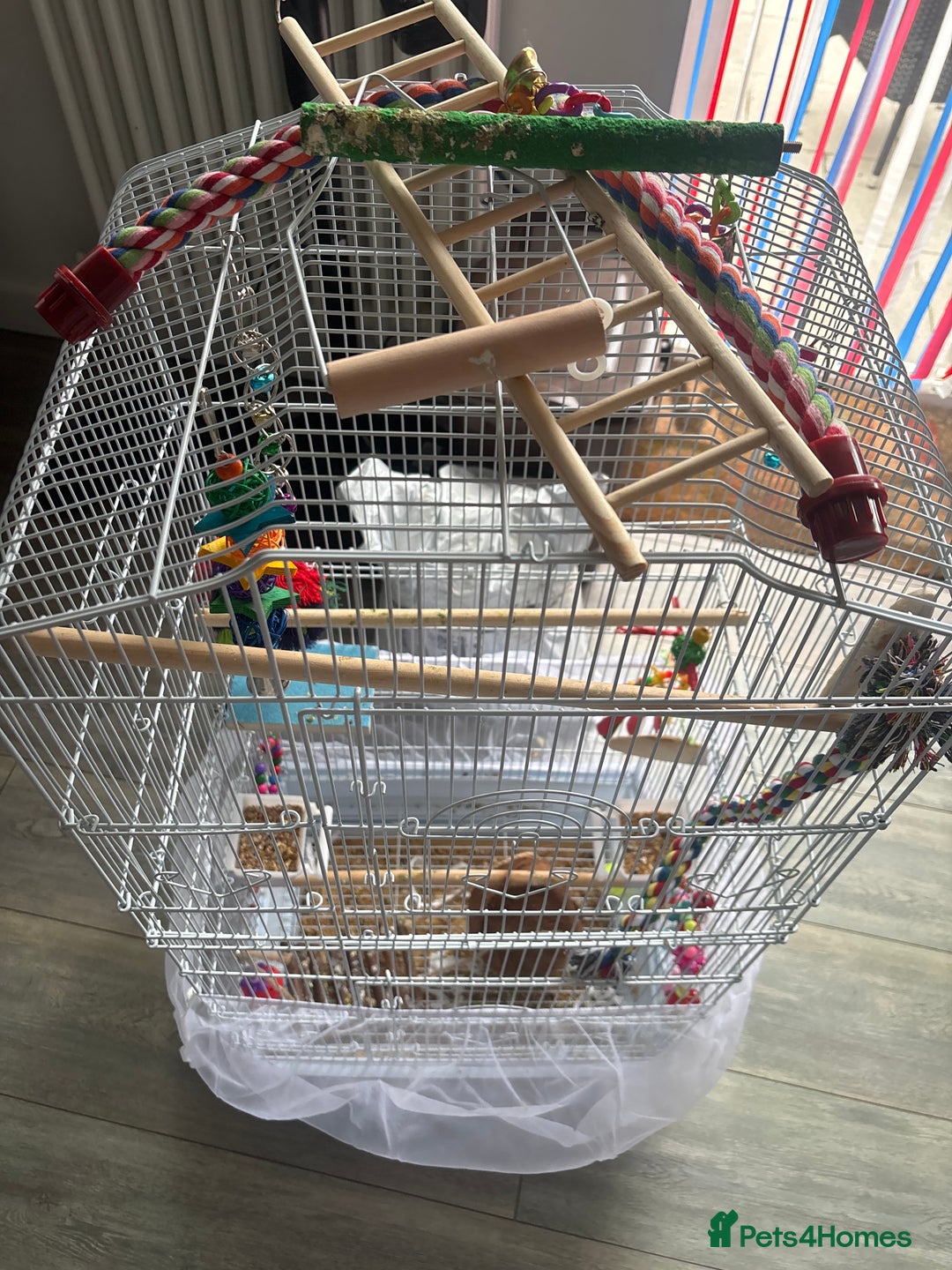 Lovebirds birds for sale: 37” Bird cage and all toy accessories  - Image 3