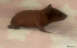 Guinea Pig rodents for sale: 🐹 Baby Sow Skinny Pigs for Sale – £130 each 🐹 - Image 1