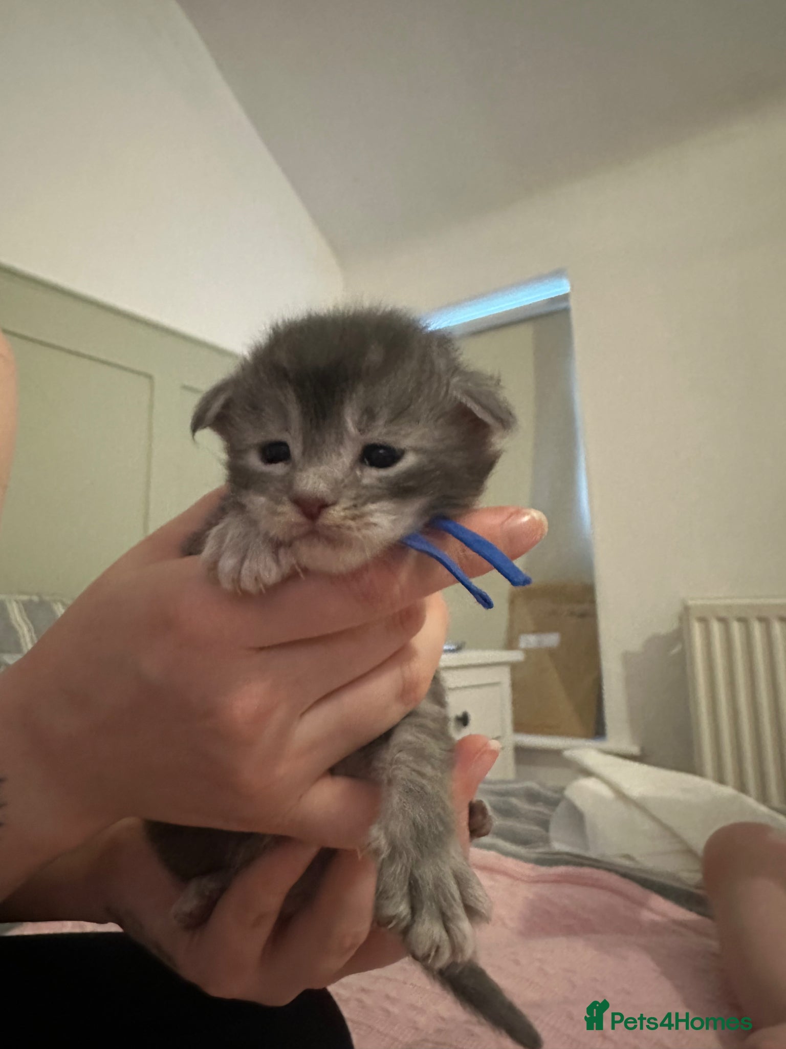 Maine Coon cats for sale: 5 beautiful Maine coon kittens - Advert 33