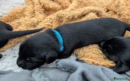 Flat coated Retriever dogs for sale: KC Flat Coated Retriever Puppies - Image 14