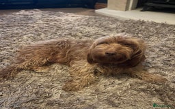 Cockapoo dogs for sale: f1b toy  stunning cockerpoos  - Image 30